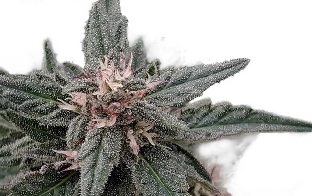 Early Sativa | PHOTOREG | Top Tao Seeds