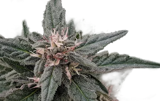 Early Sativa
