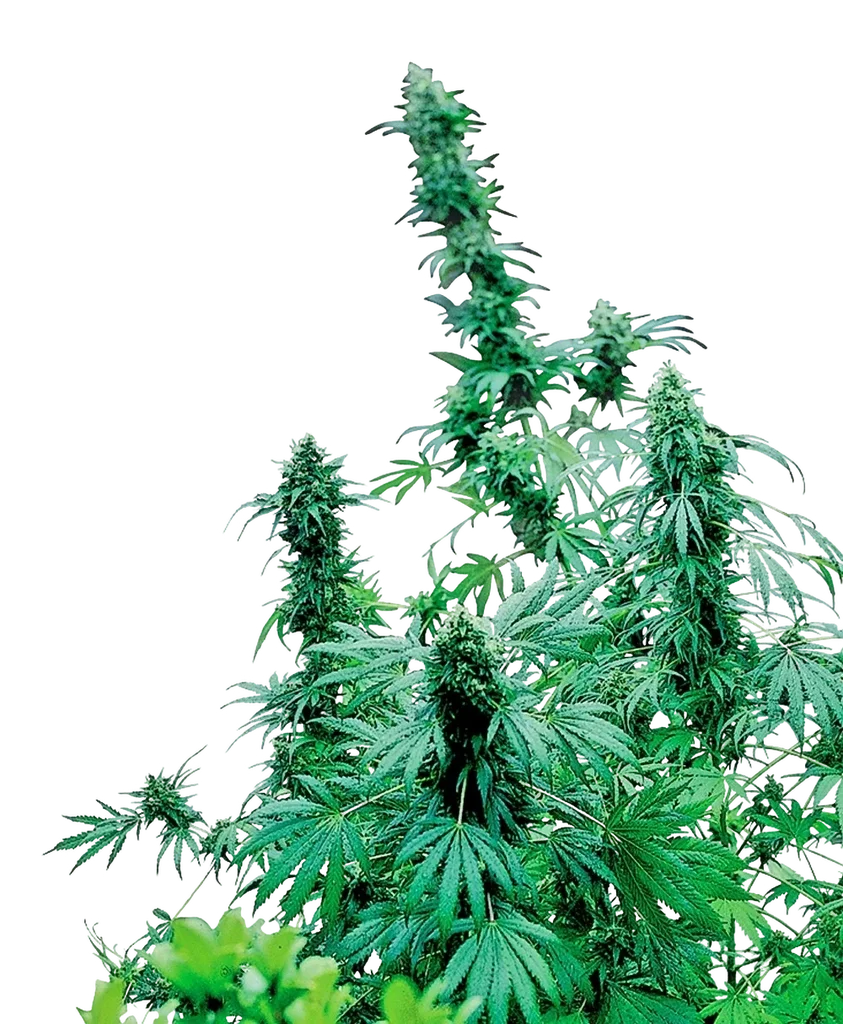 Early Skunk | PHOTOREG | Sensi Seeds