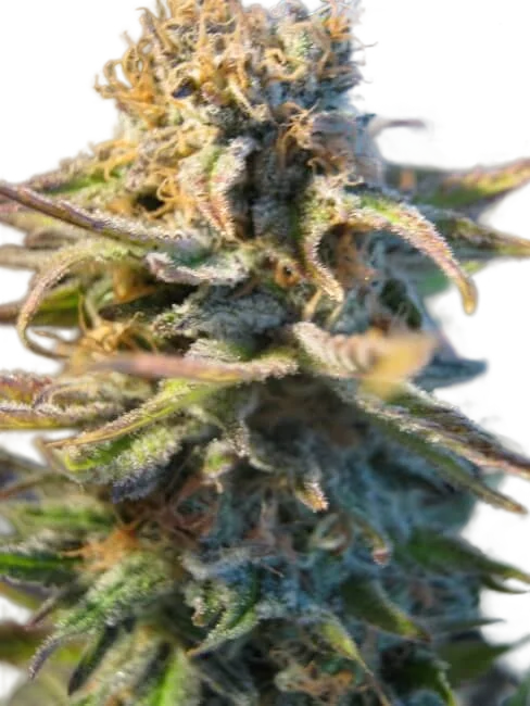 Early Skunk | PHOTOFEM | Tiger One Bulk