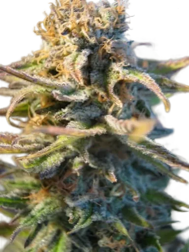 Early Skunk