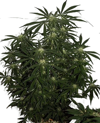 Early Skunk Haze | PHOTOREG | Mr. Nice Seedbank