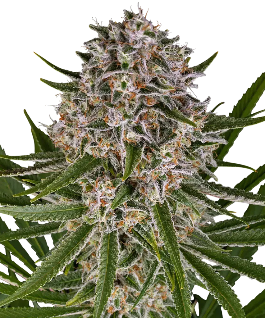 Lemon Haze Auto | AUTOFEM | Barneys Farm