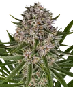 Lemon Haze Auto | AUTOFEM | Barneys Farm