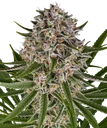 Lemon Haze Auto | AUTOFEM | Barneys Farm