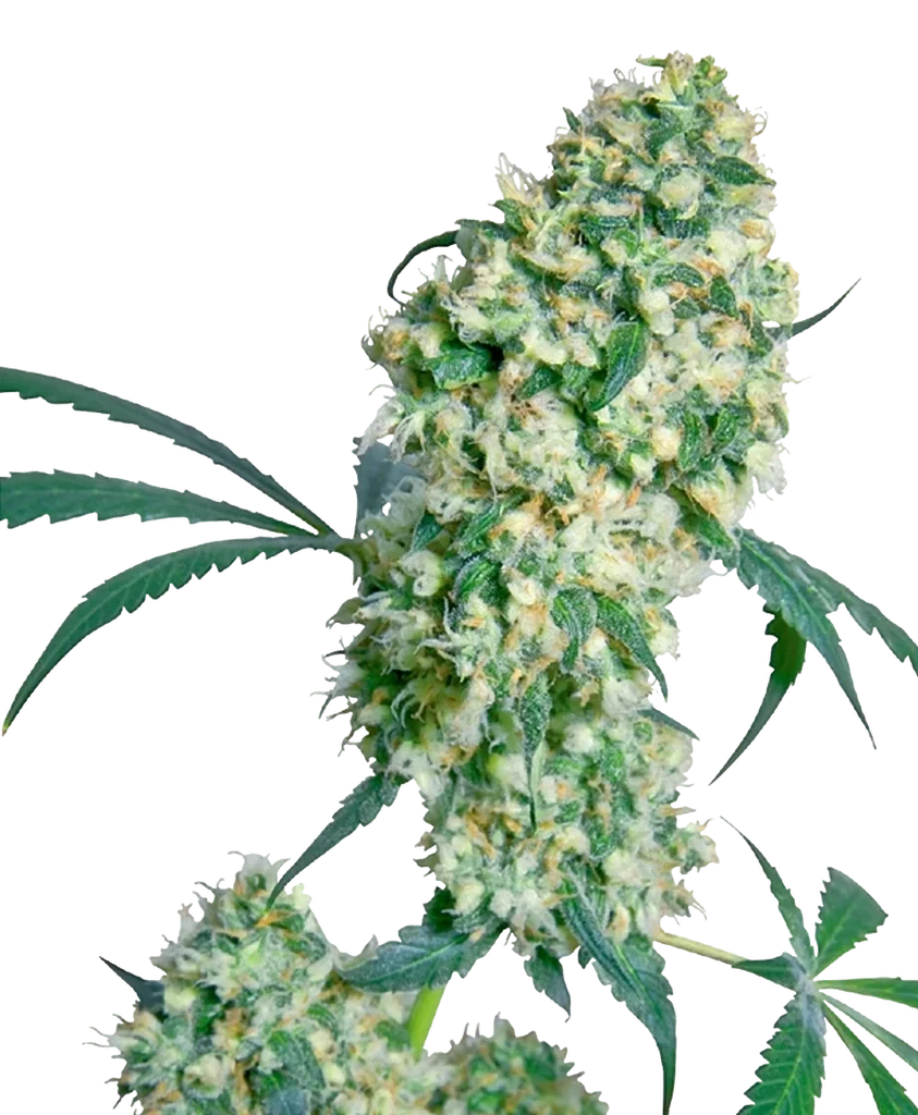 Ed Rosenthal Superbud | PHOTOREG | Sensi Seeds