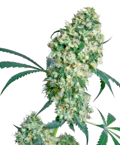 Ed Rosenthal Superbud