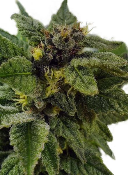 Elliots Sister | PHOTOREG | BC Bud Depot