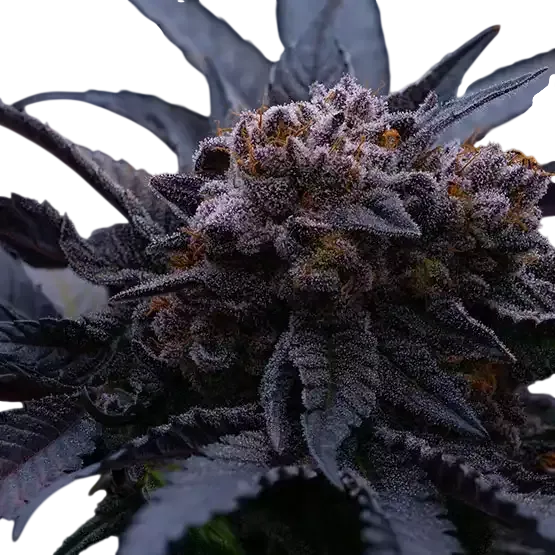 End Game RBX The Punch Line | PHOTOFEM | Ethos Genetics