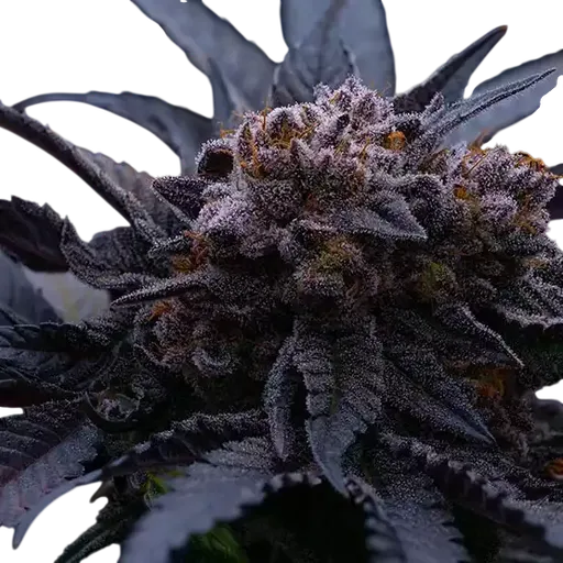 End Game RBX The Punch Line | PHOTOFEM | Ethos Genetics