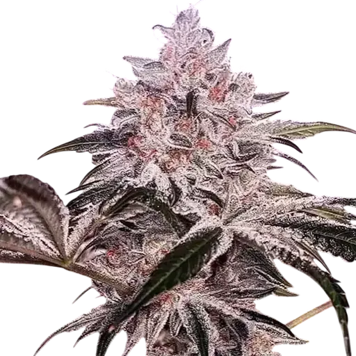Ethos Apex R1 | PHOTOFEM | Ethos Genetics