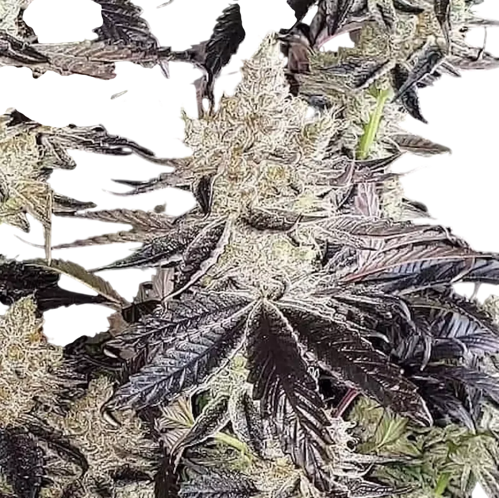 Ethos Cookies R2 – Produktansicht