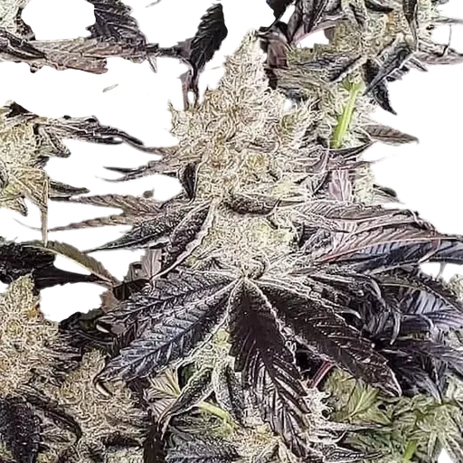 Ethos Cookies R2 | PHOTOFEM | Ethos Genetics