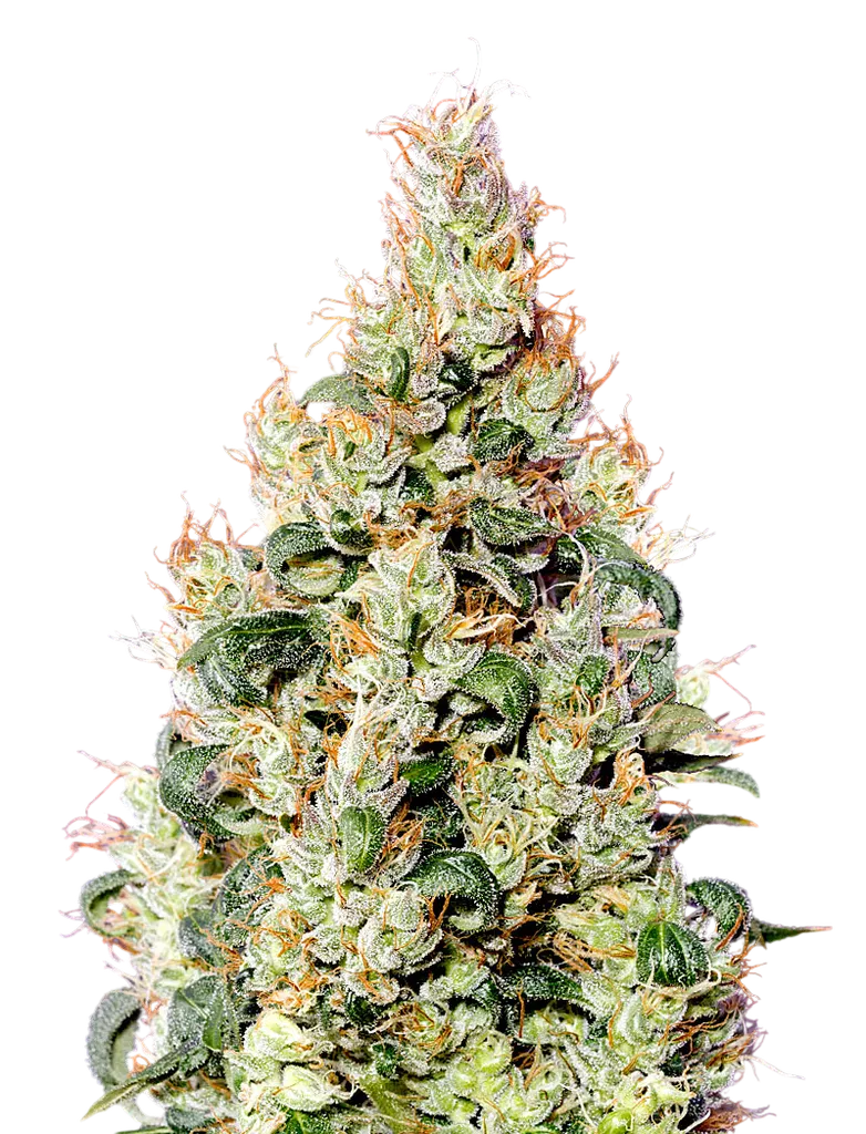 Exodus Cheese CBD Auto | AUTOFEM | Greenhouse Seed Co.