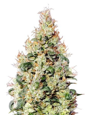 Exodus Cheese CBD Auto | AUTOFEM | Greenhouse Seed Co.