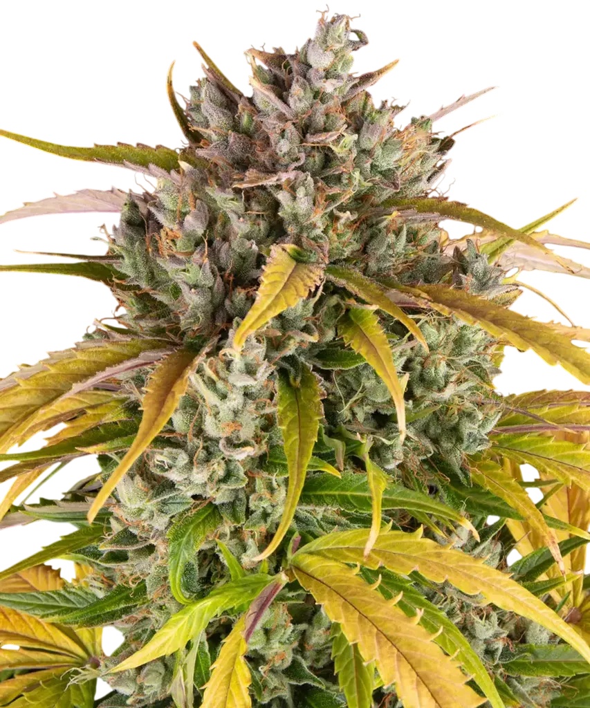 LSD Auto | AUTOFEM | Barneys Farm