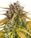 LSD Auto | AUTOFEM | Barneys Farm
