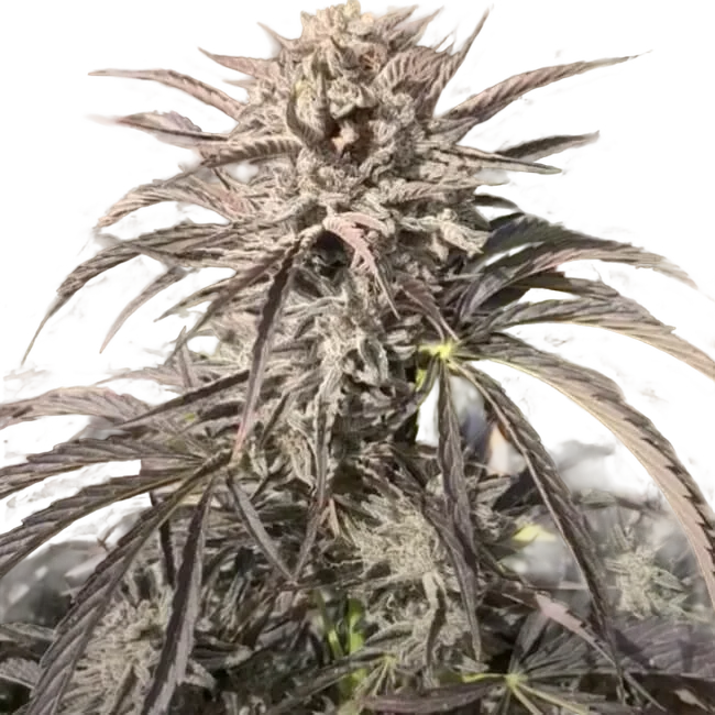 EZ Bake Auto | AUTOFEM | Trilogene Seeds