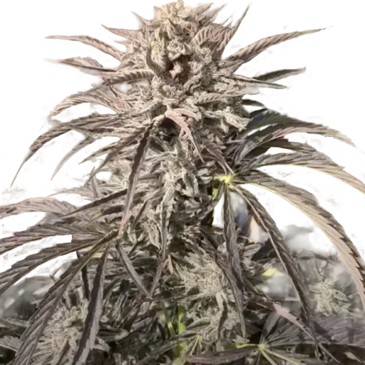 EZ Bake Auto