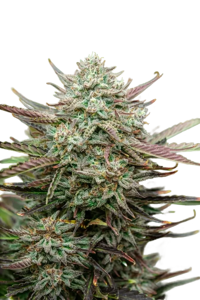 Face Fat Auto | AUTOFEM | Atlas Seed
