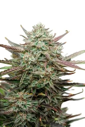 Face Fat Auto
