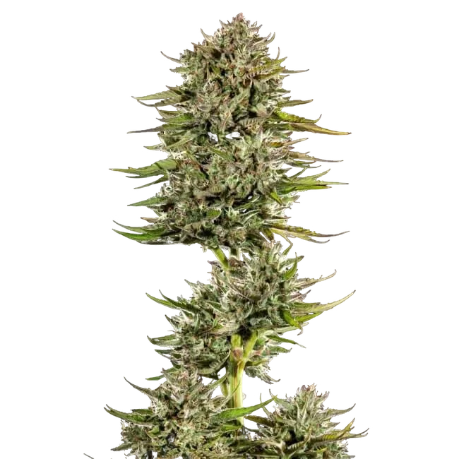 Face Gas Auto | AUTOFEM | Trilogene Seeds