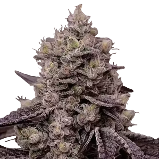 Fanta Sea RBX | PHOTOFEM | Ethos Genetics