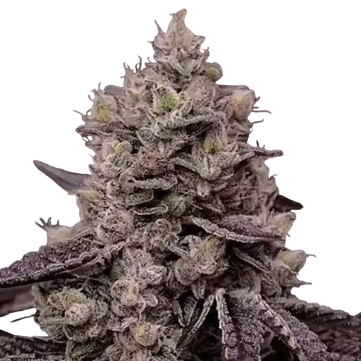 Fanta Sea RBX | PHOTOFEM | Ethos Genetics