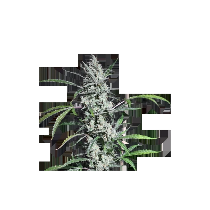Fat Petes Cookies Auto | AUTOFEM | Super Sativa Seed Club