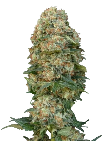 Female Mix | PHOTOFEM | Advanced Seeds
