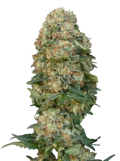 Female Mix