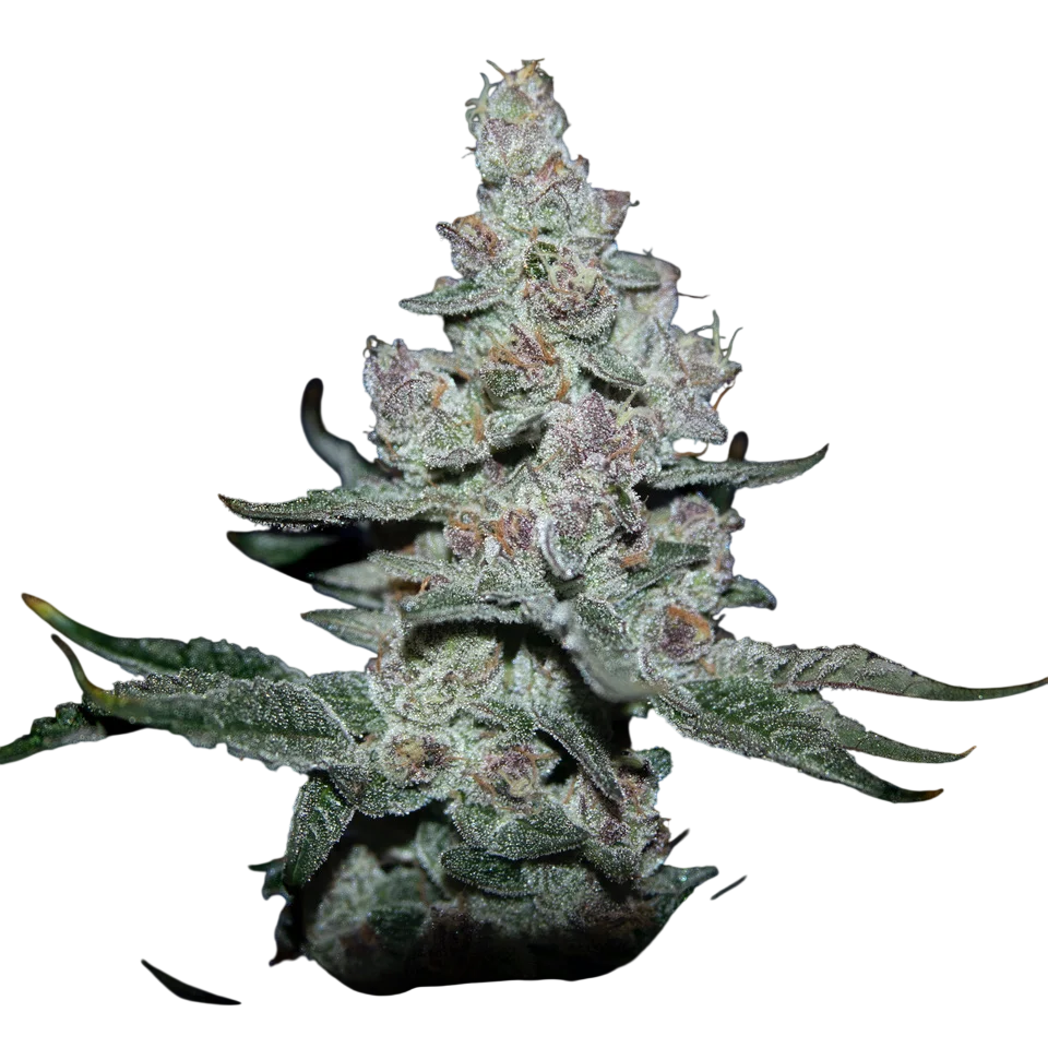 Fire n Ice | PHOTOFEM | Elev8 Seeds