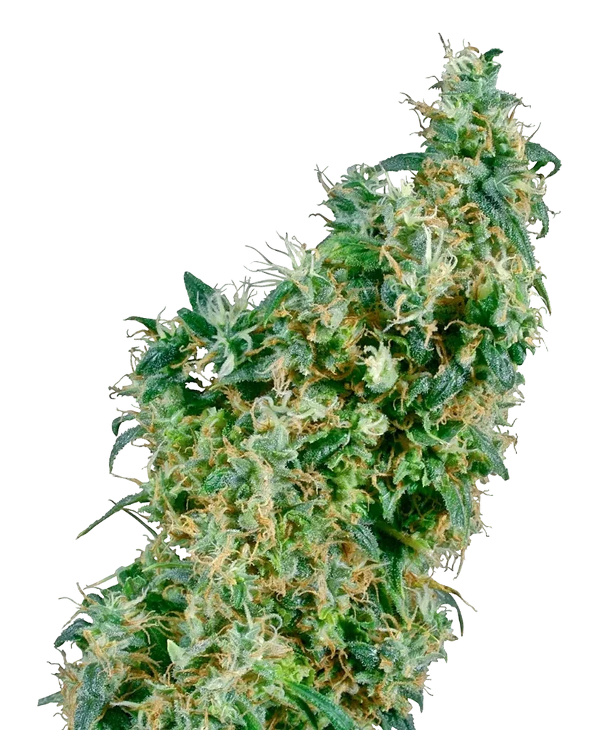 First Lady | PHOTOREG | Sensi Seeds