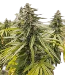 Flower Child | PHOTOREG | Grand Daddy Genetics