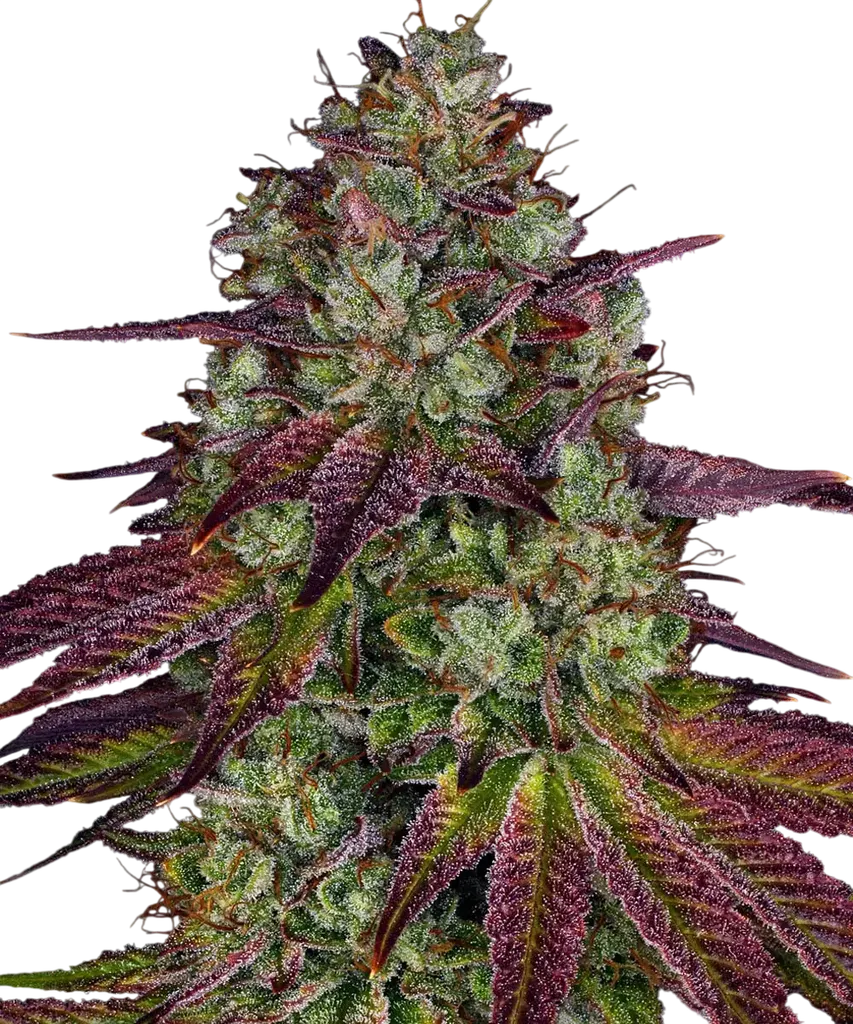 Mimosa EVO | PHOTOFEM | Barneys Farm