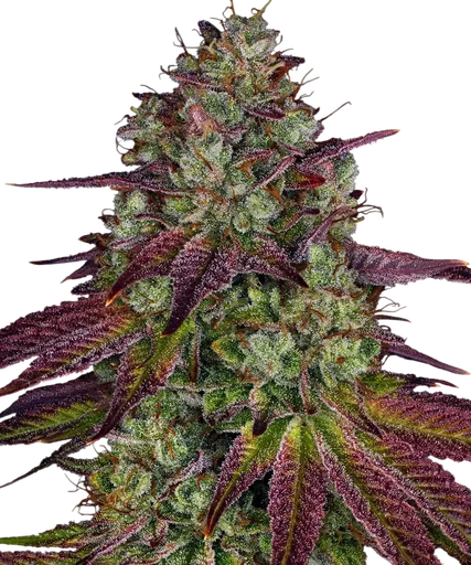 Mimosa EVO