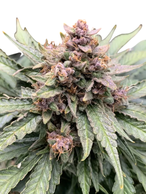 Forgotten Strawberries Auto | AUTOFEM | Mephisto Genetics