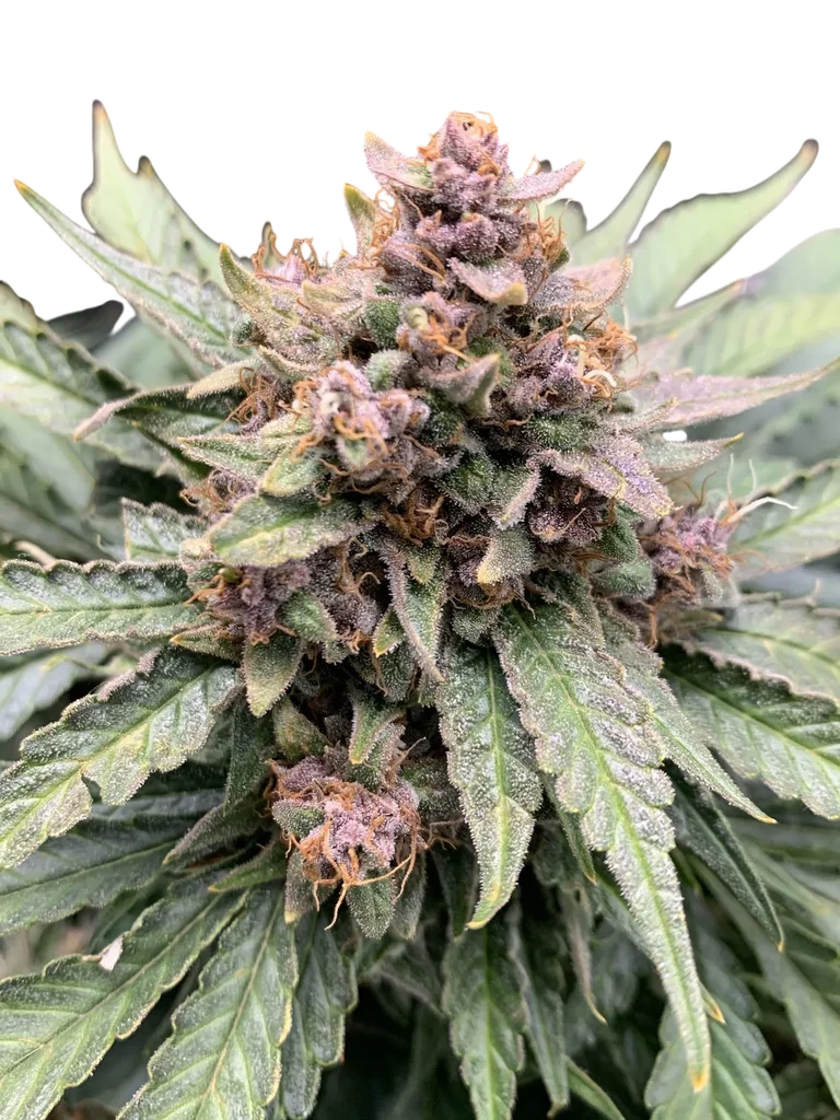 Forgotten Strawberries Auto | AUTOFEM | Mephisto Genetics