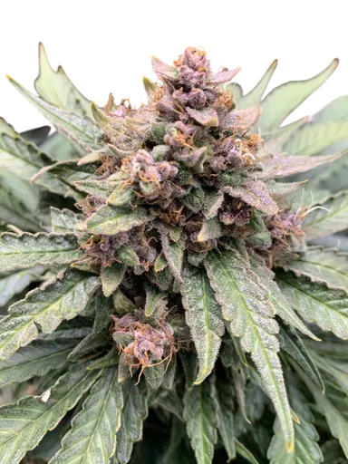 Forgotten Strawberries Auto