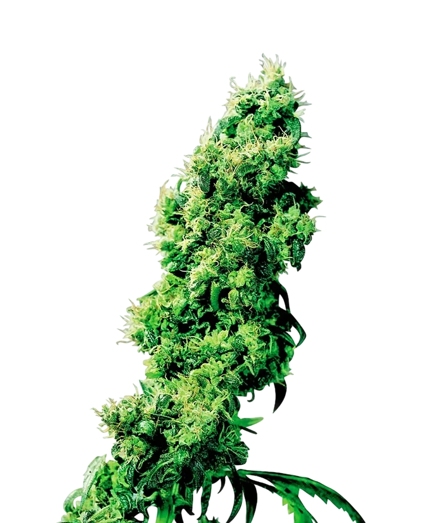 Four Way | PHOTOREG | Sensi Seeds
