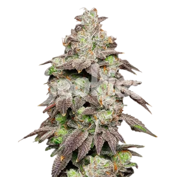 Fried Banana | PHOTOFEM | Cookies Seed Bank
