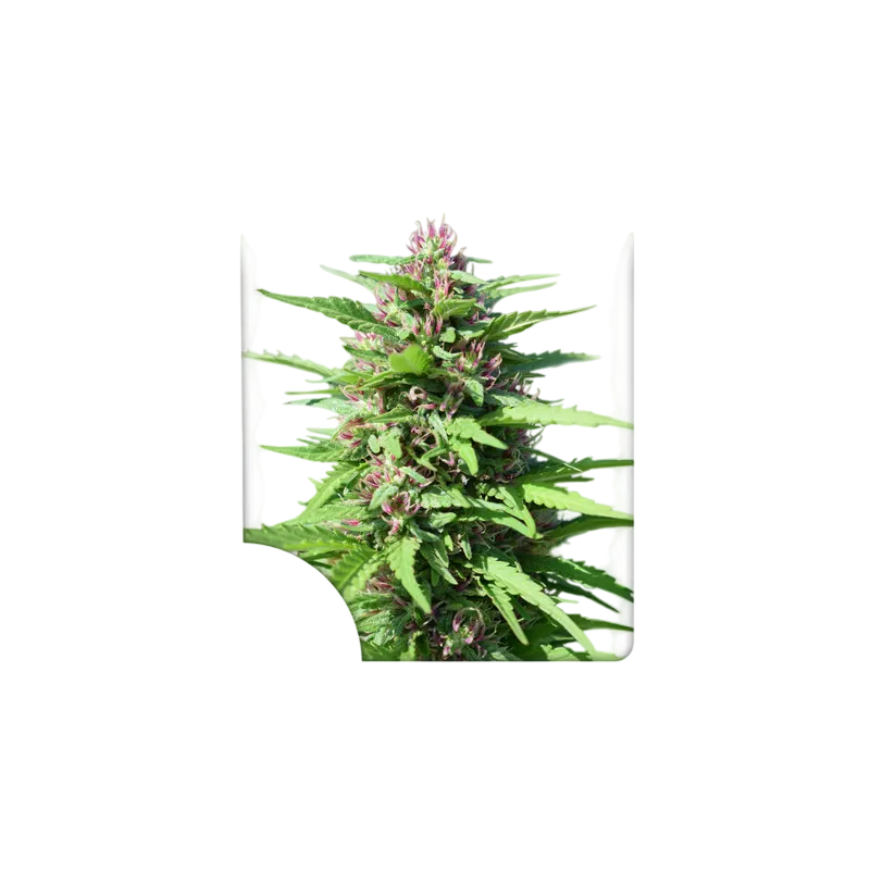 Friesland | PHOTOREG | Super Sativa Seed Club