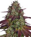 Mimosa EVO | PHOTOFEM | Barneys Farm