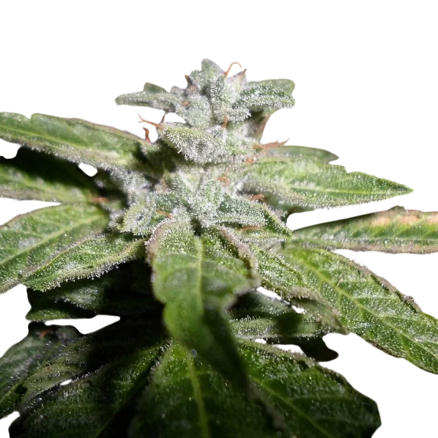 Fromage Blue | PHOTOFEM | Pheno Finder Seeds