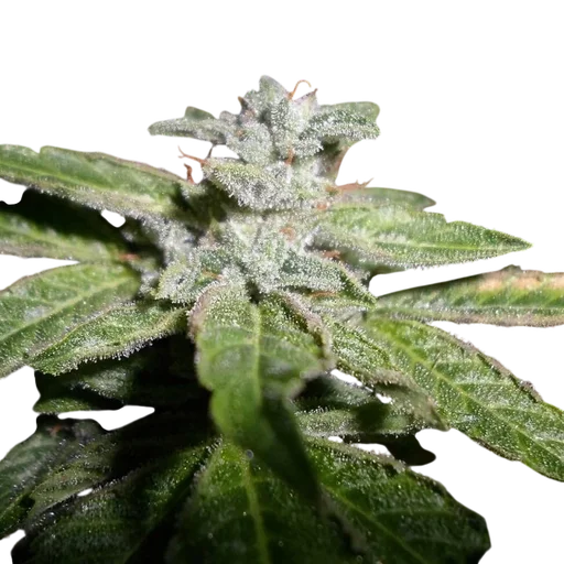 Fromage Blue