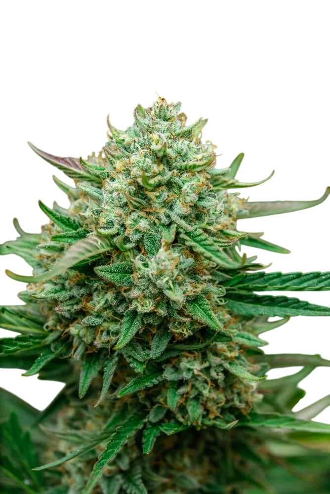 Froot by the Foot Auto | AUTOFEM | Atlas Seed