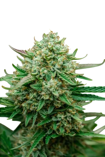 Froot by the Foot Auto
