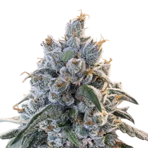 Frosted Guava Auto | AUTOFEM | Mosca Seeds