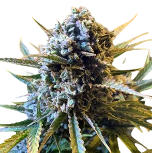 Frosted Watermelon Auto | AUTOFEM | Mosca Seeds