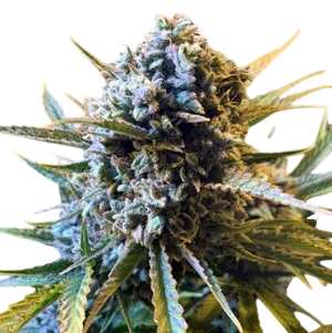 Frosted Watermelon Auto | AUTOFEM | Mosca Seeds